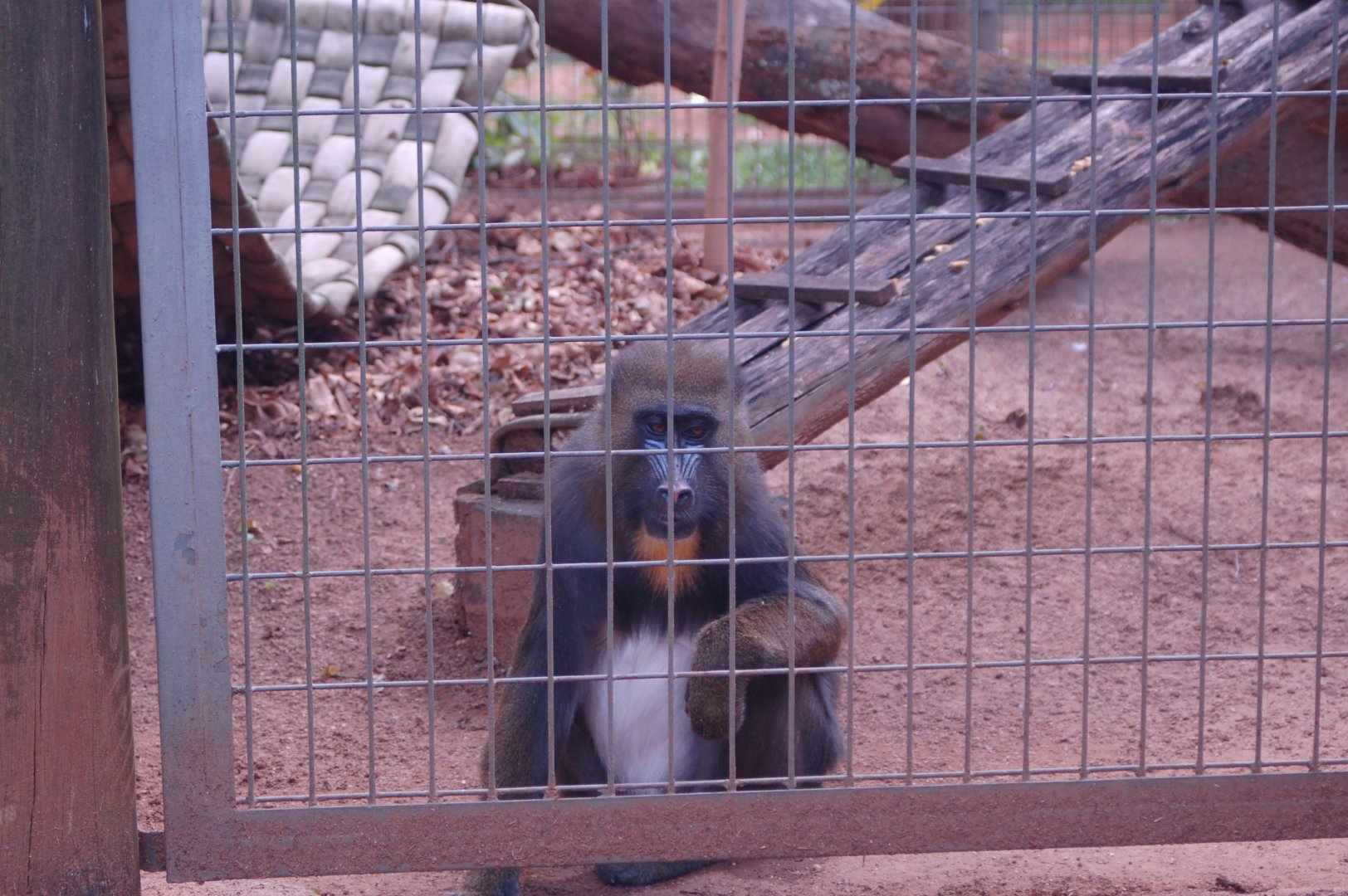 Mel the mandrill