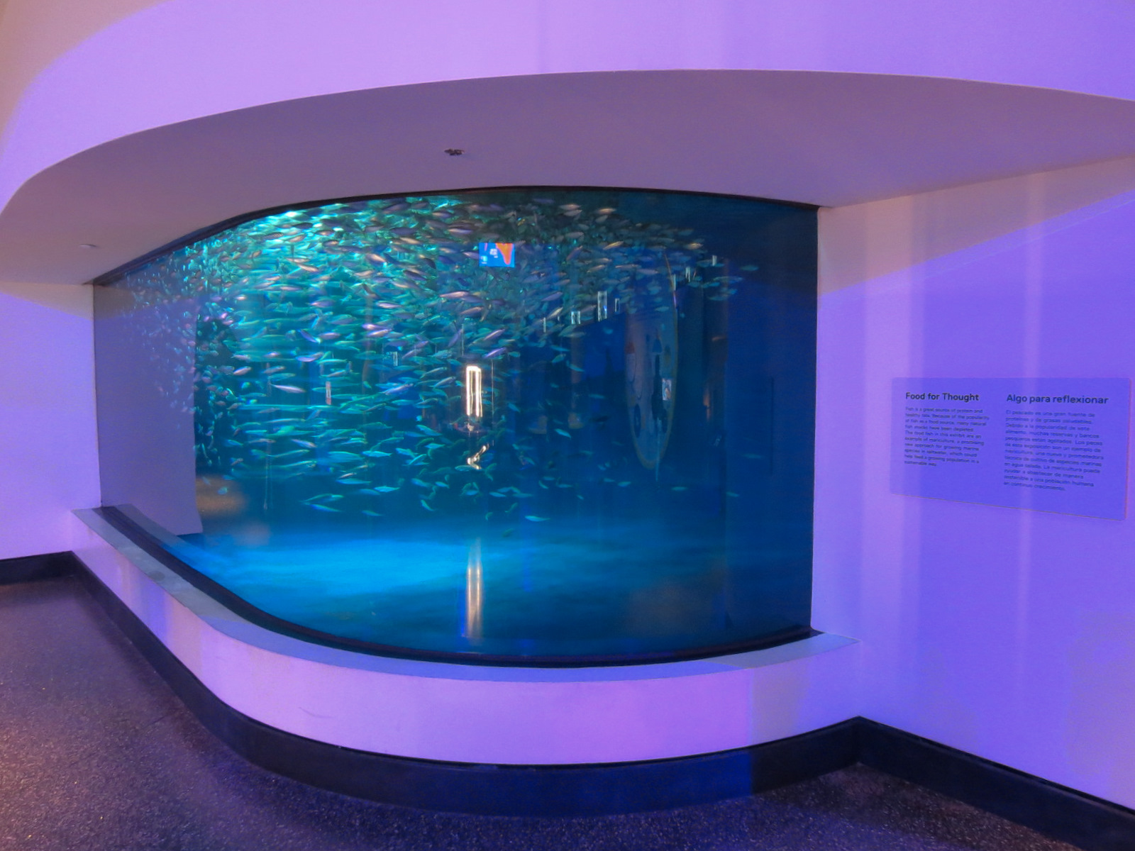 MeLab - Schooling Fish Exhibit