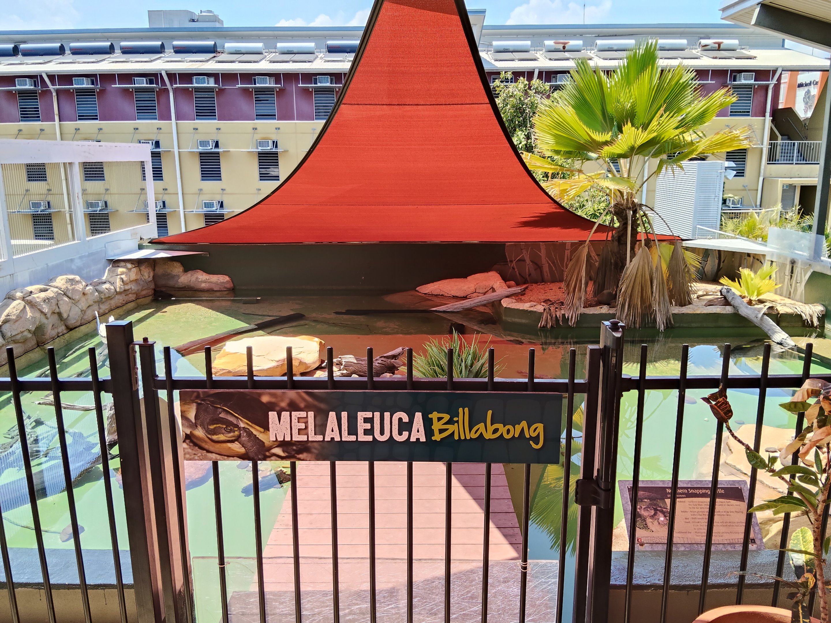 Melaleuca Billabong (turtles)