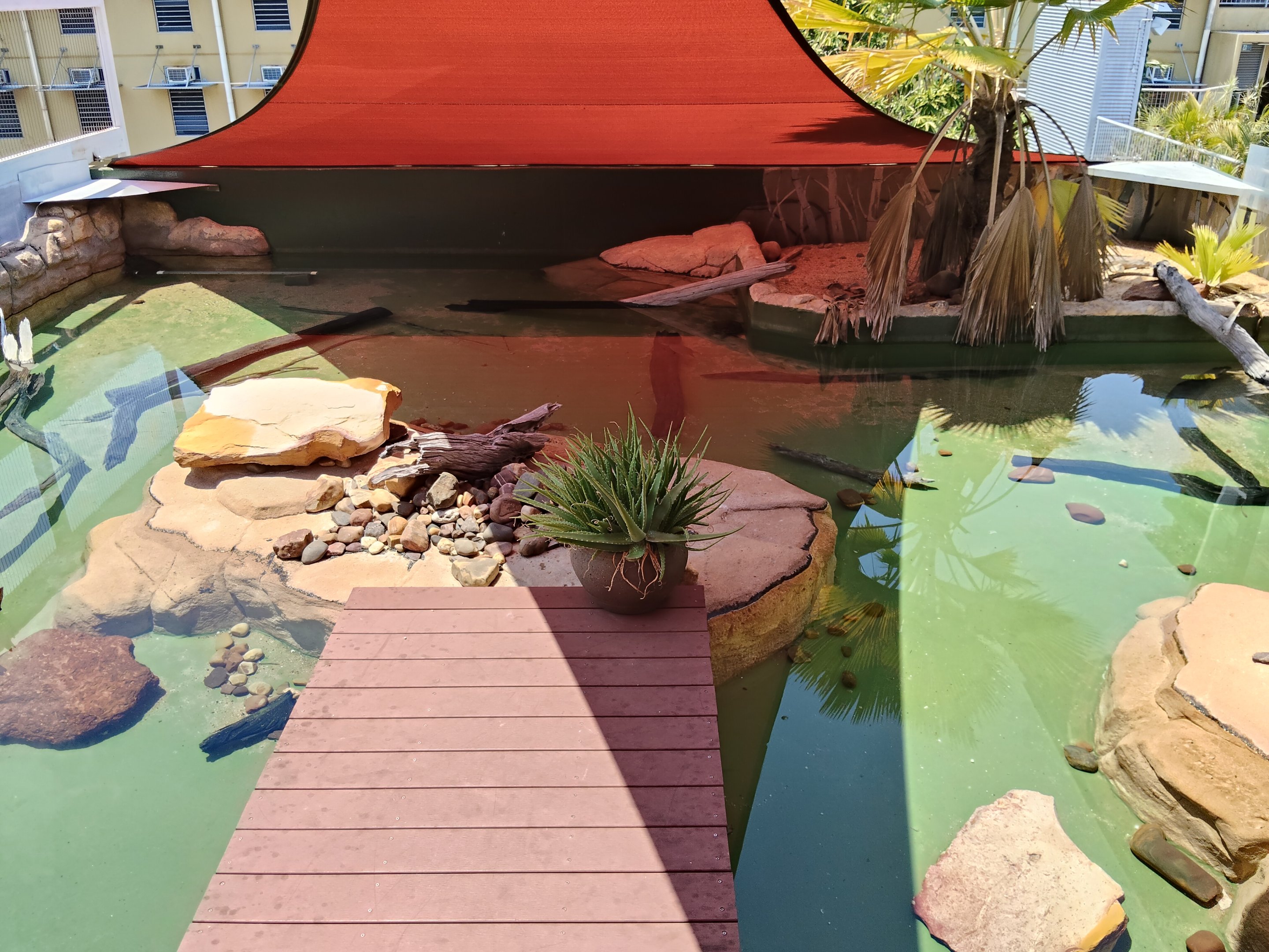 Melaleuca Billabong (turtles)