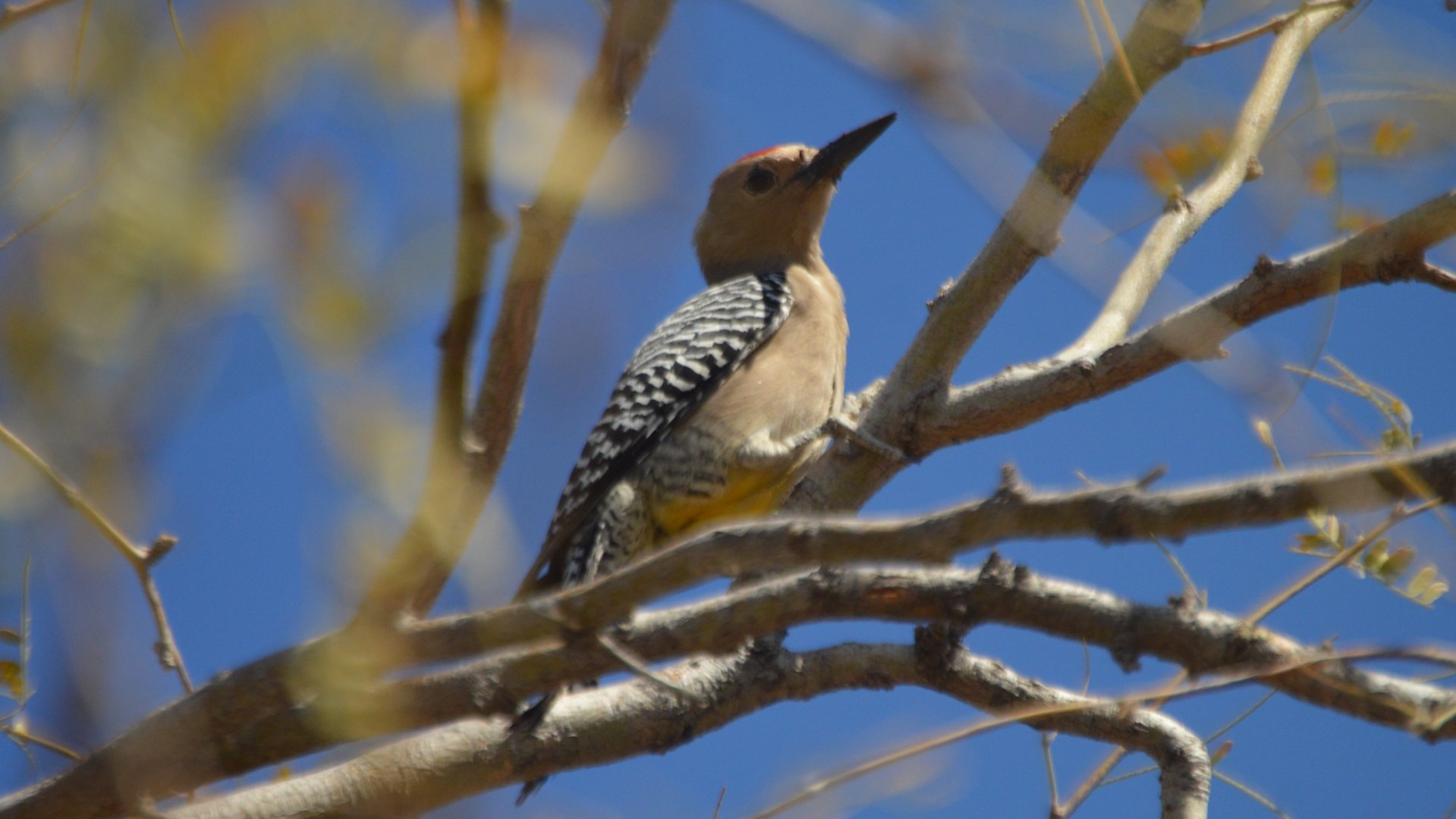 Melanerpes uropygialis