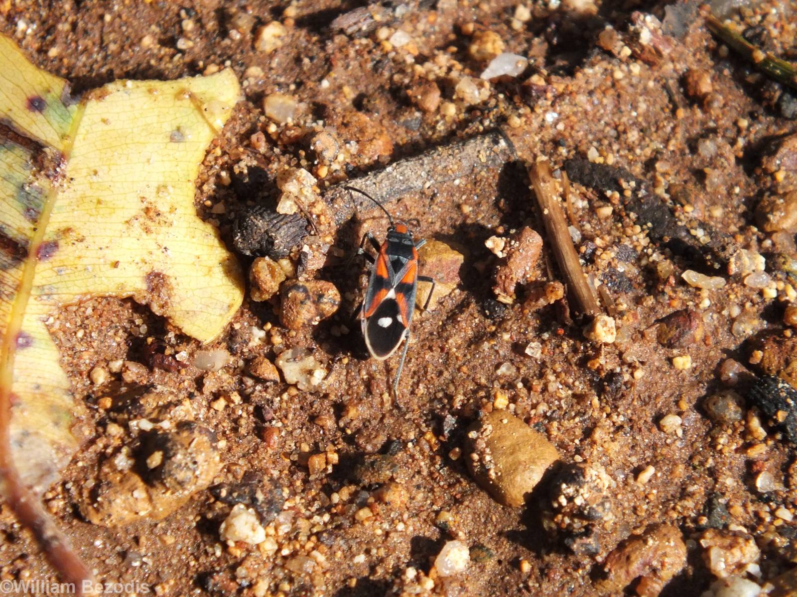 Melanerythrus mactans