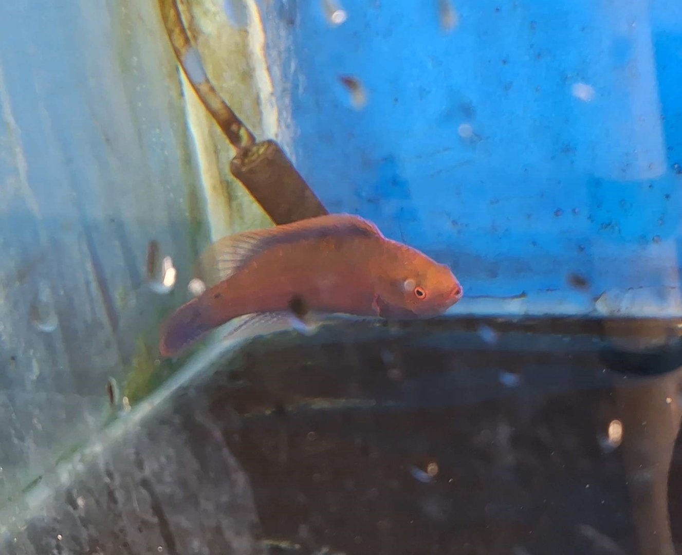 Melanesian Fairywrasse (Cirrhilabrus beauperryi)