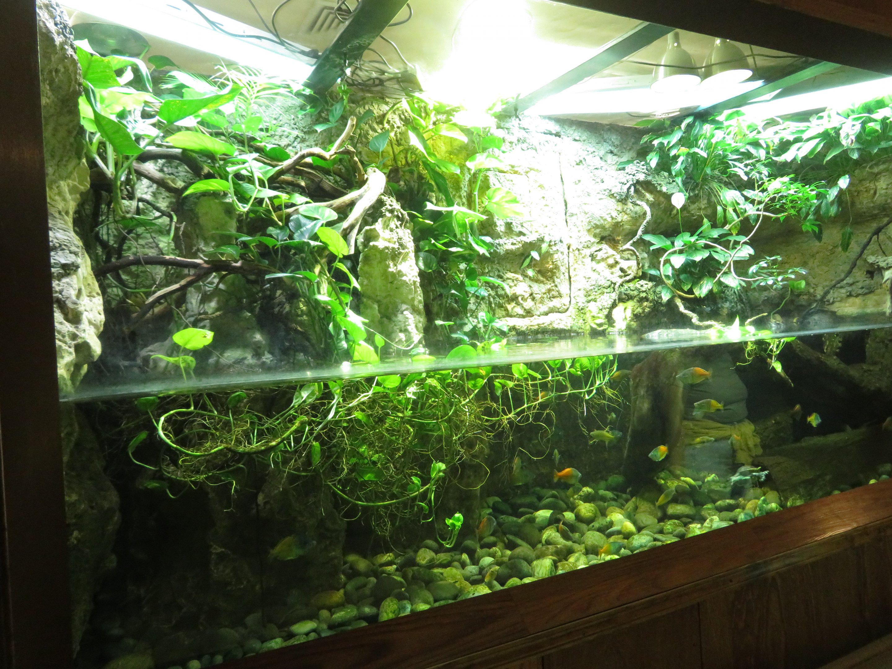Melanesian Freshwater Tank