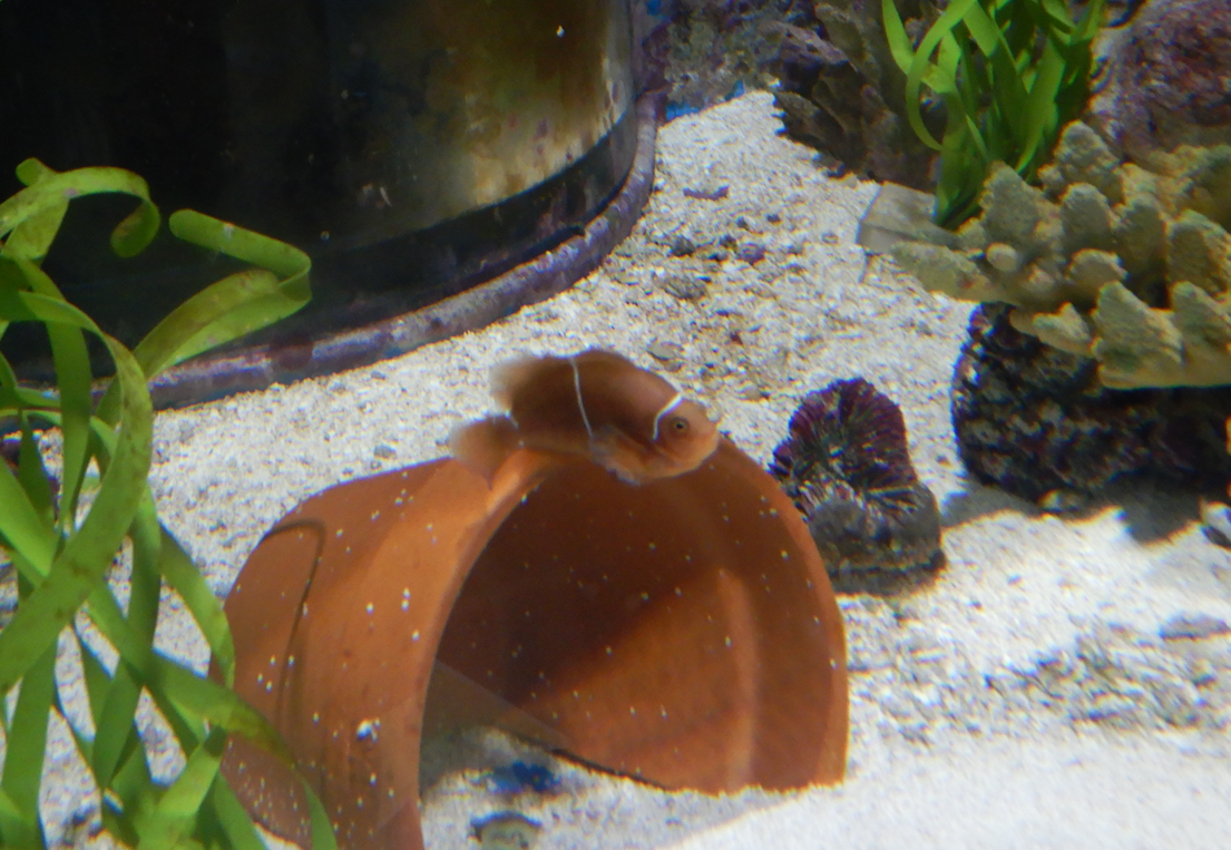 Melanesian Maroon Clownfish (Amphiprion gibbosus)