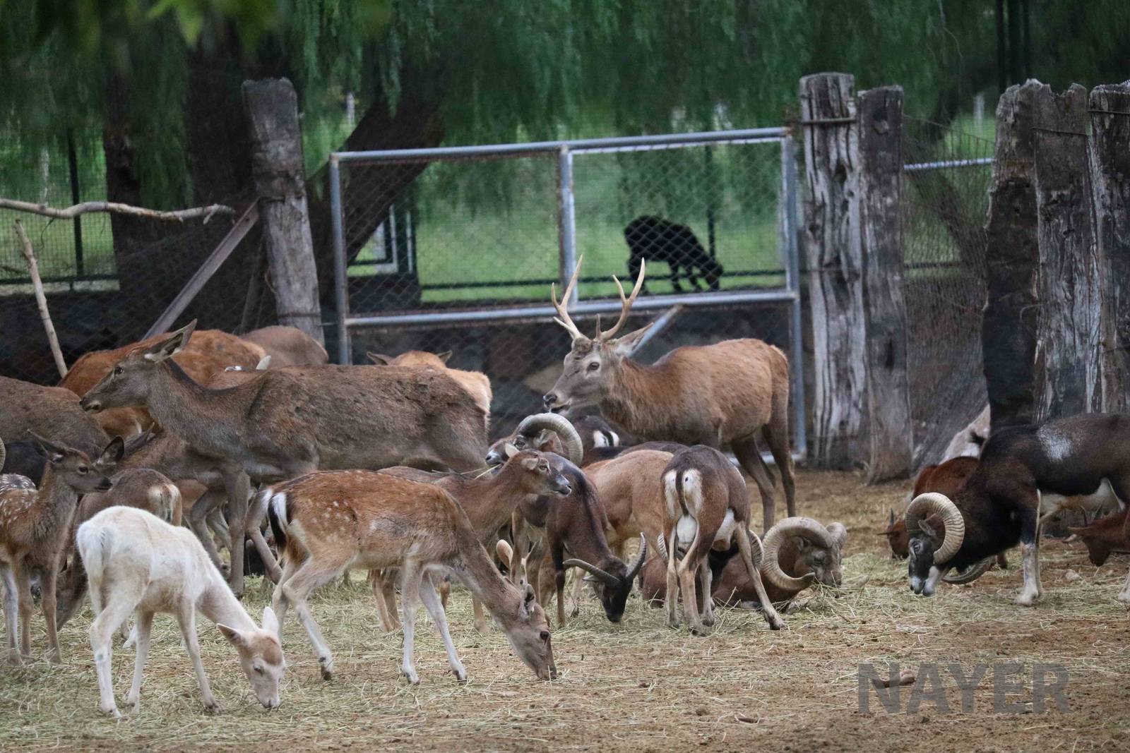 Melange - Mendoza Zoo, April 2016