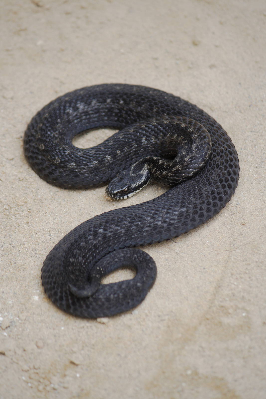 Melanistic adder