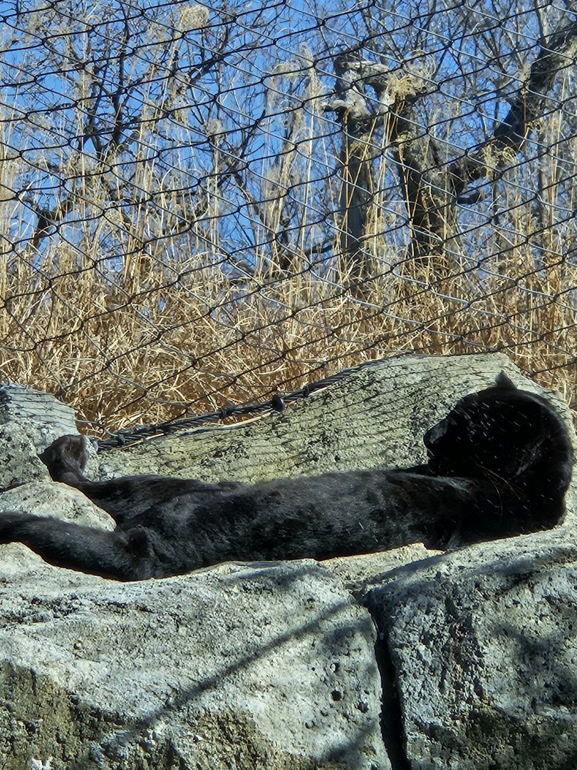 Melanistic African leopard