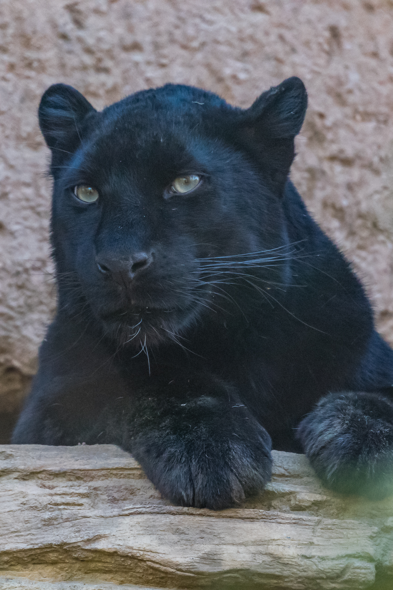 Melanistic Amur leopard-Africa Rocks