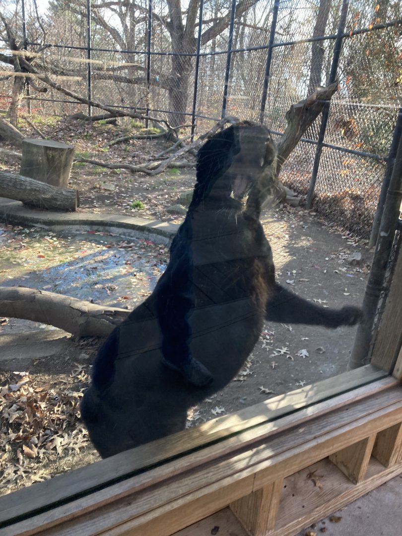 Melanistic Amur Leopard at Beardsley Zoo 12/5/21