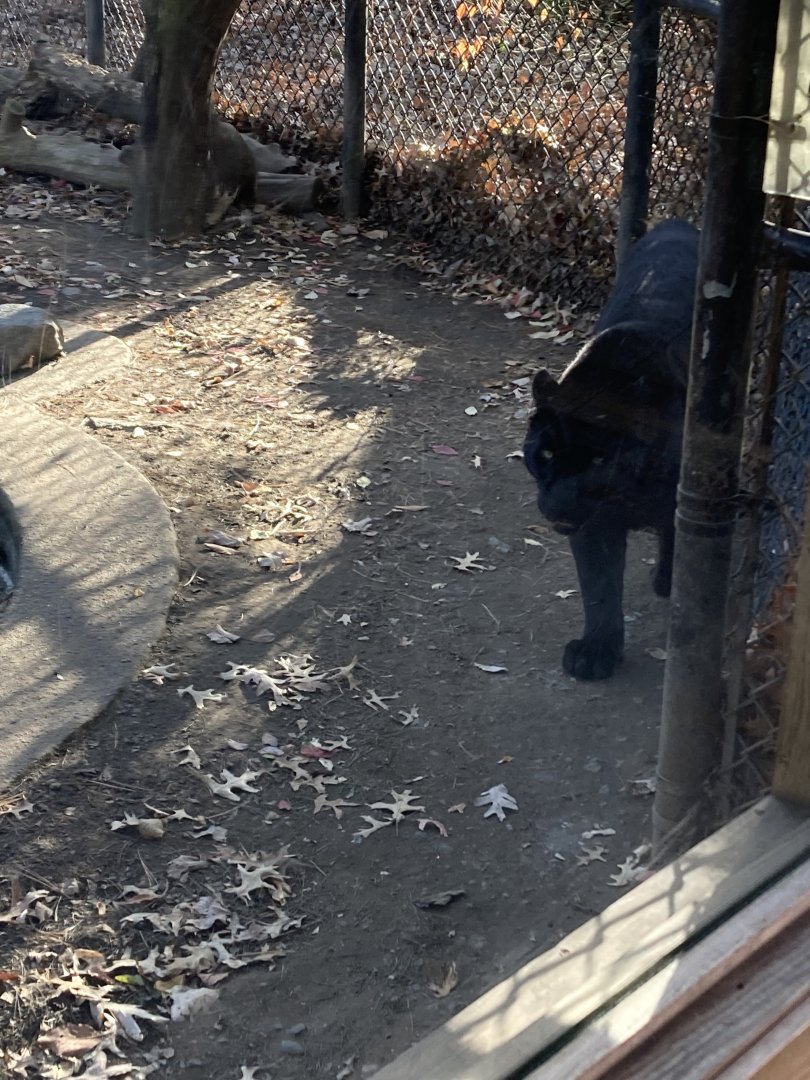 Melanistic Amur Leopard at Beardsley Zoo 12/5/21