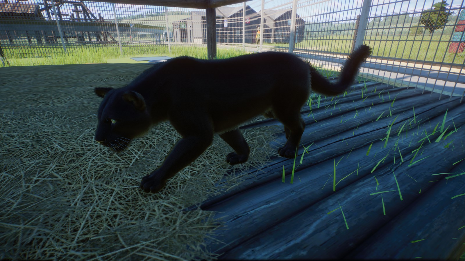 Melanistic Amur Leopard