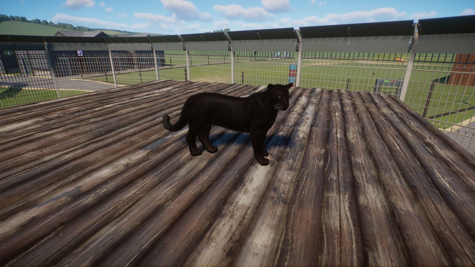 Melanistic Amur Leopard