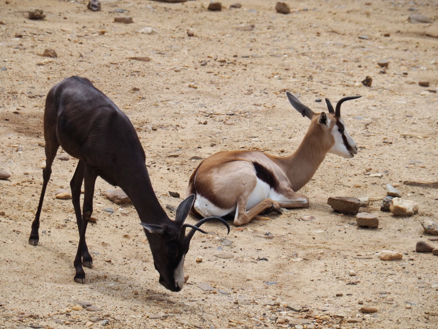 Melanistic and normal springbok (Antidorcas marsupialis), 2019-07-21
