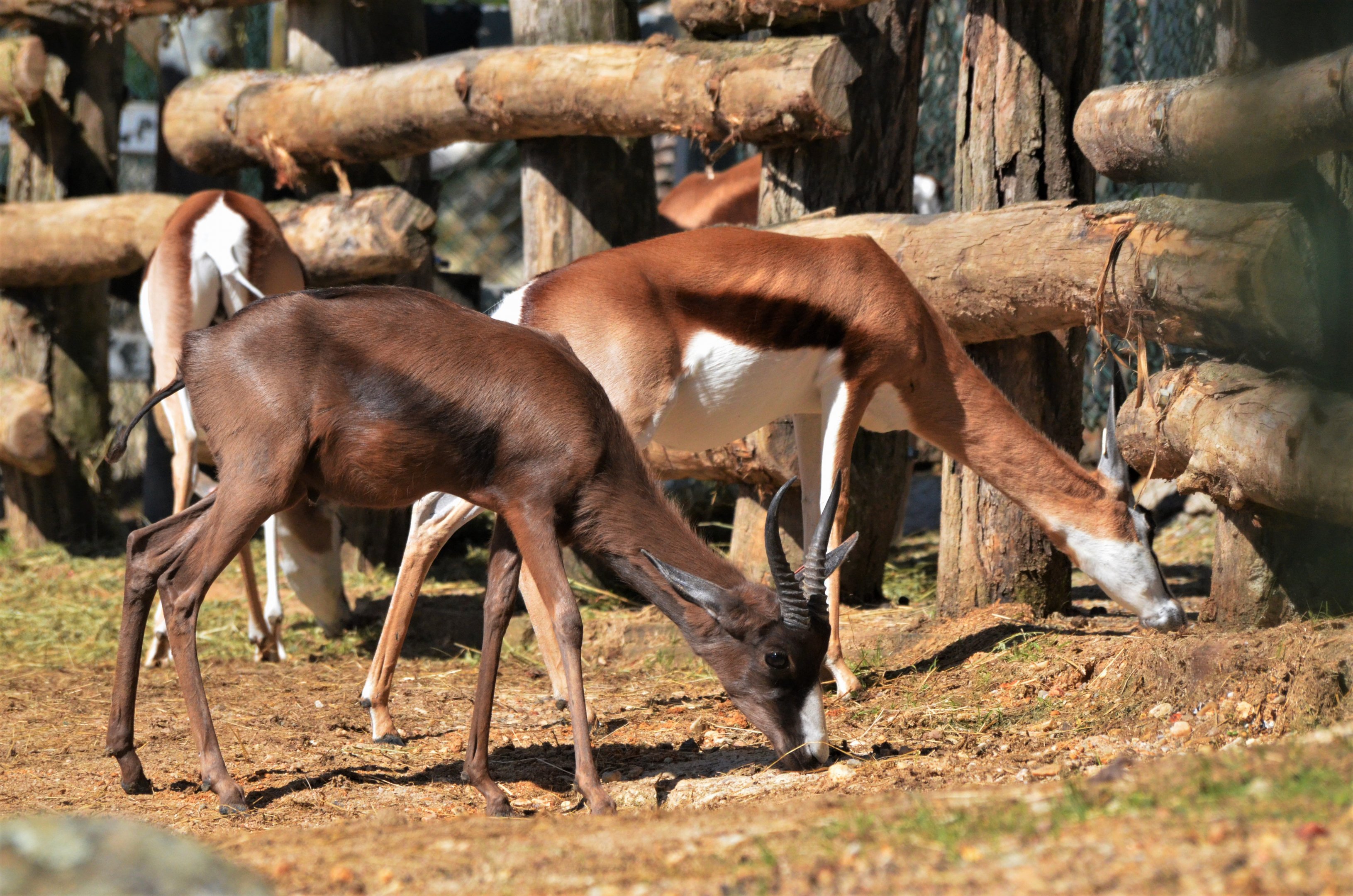 Melanistic and 'Normal' Springbok at Beauval, 12/06/18