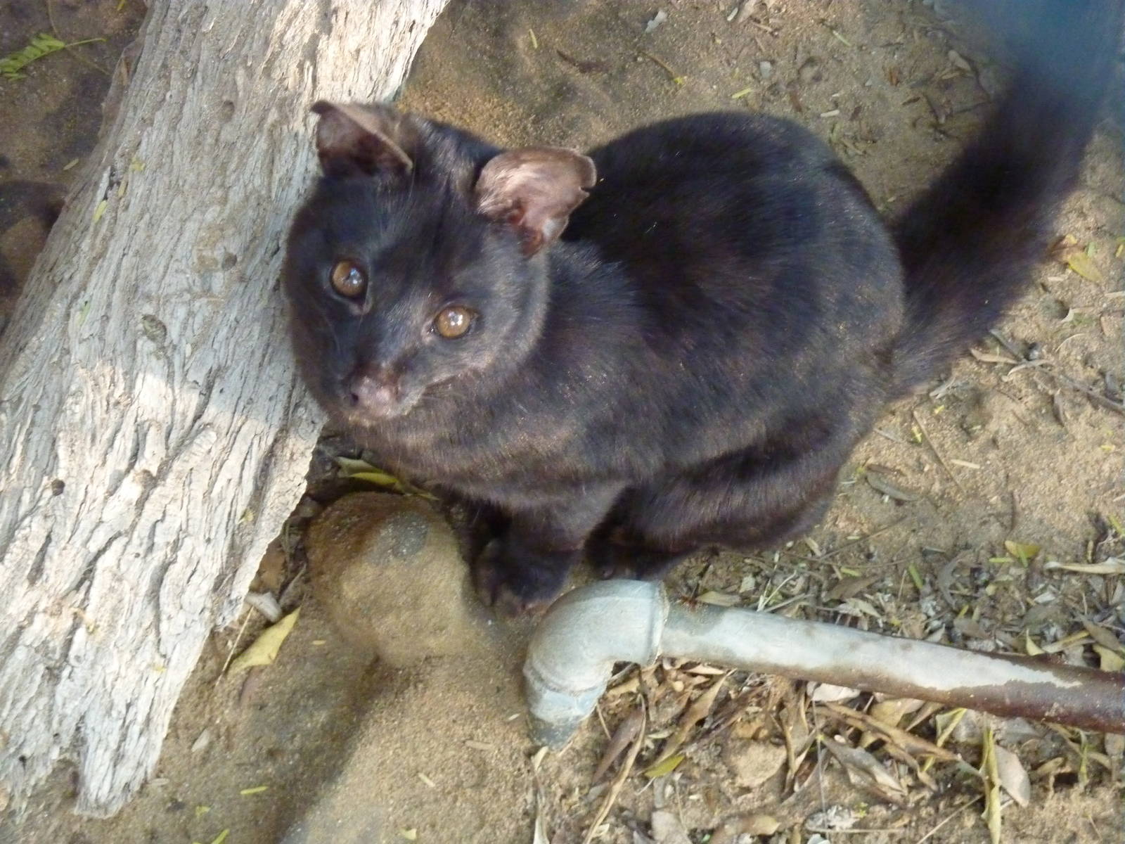 Melanistic Cape genet