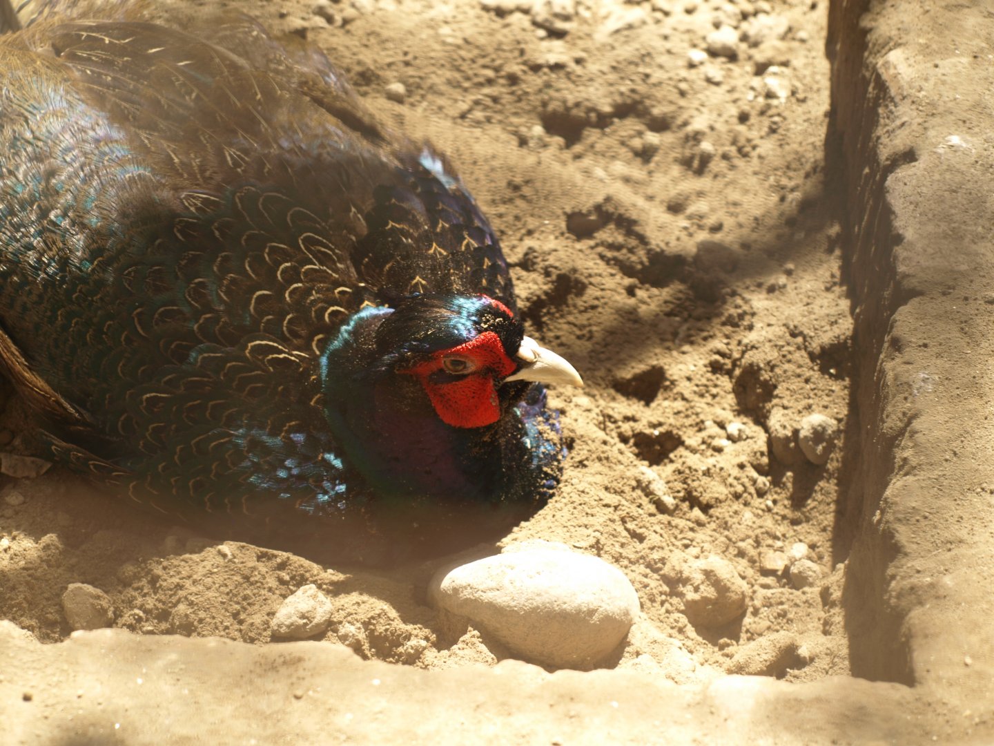 Melanistic common pheasant - Lahore zoo 8/4/2017