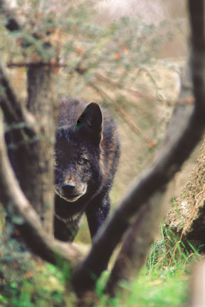melanistic coyote, Jan 04