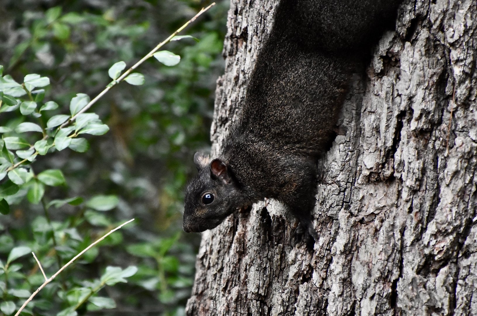 Melanistic Eastern Gray Squirrel (Sciurus carolinensis) - wild