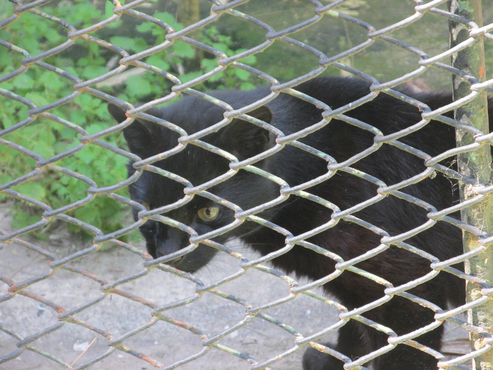melanistic geoffrey?s cat BA zoo