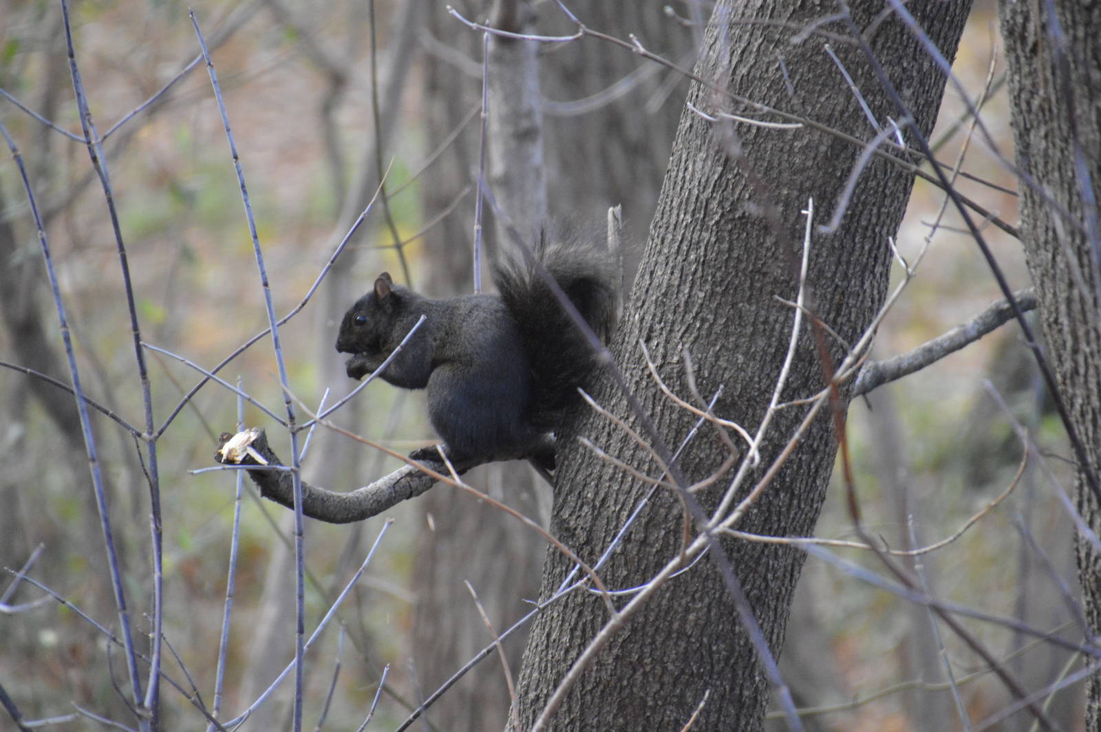 Melanistic Grey Squirrel (wild) 031215