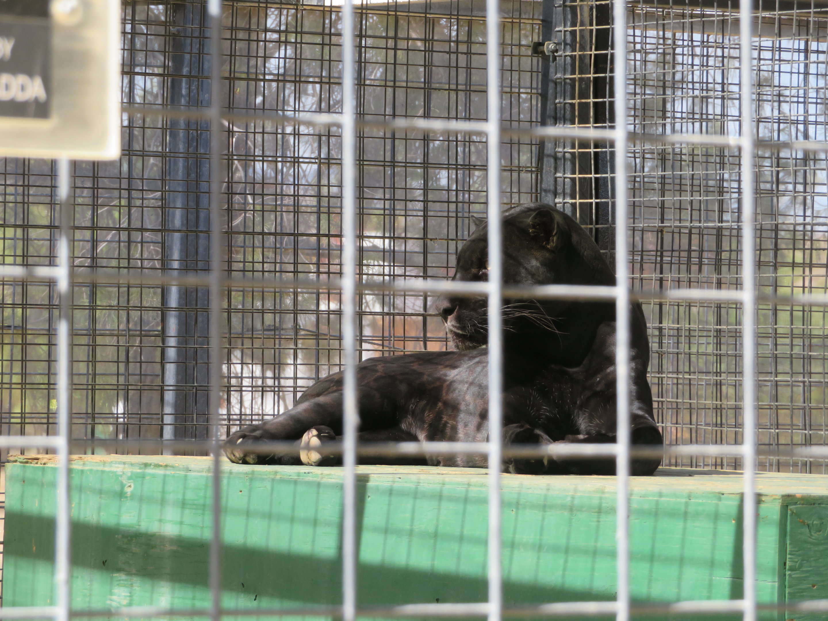 Melanistic Jaguar (2022)