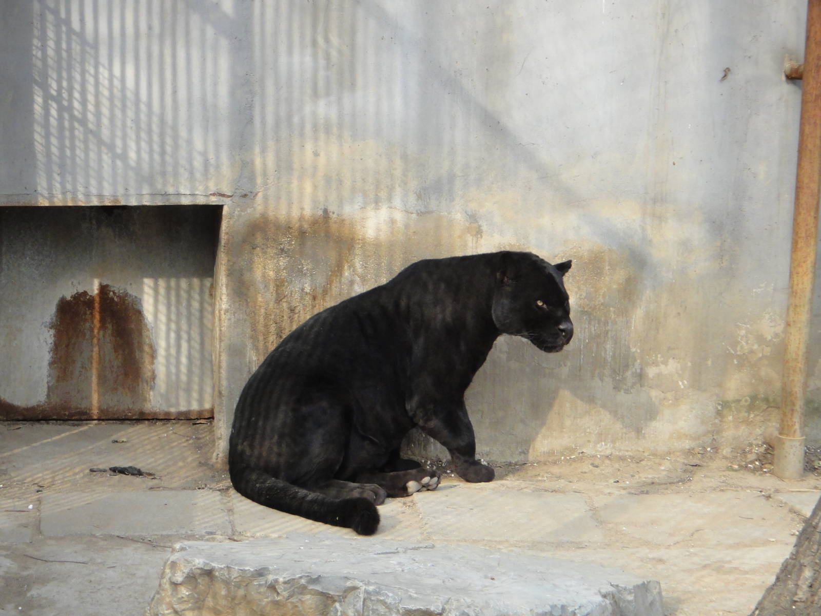 Melanistic jaguar（Panthera onca）