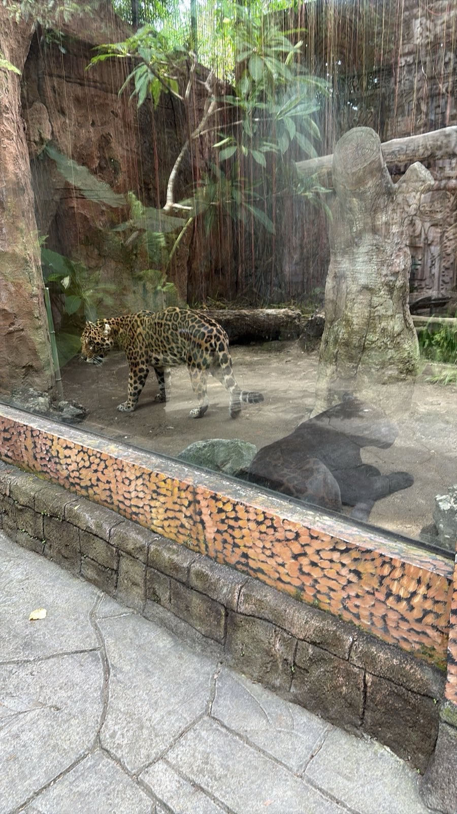 Melanistic Jaguar and Jaguar
