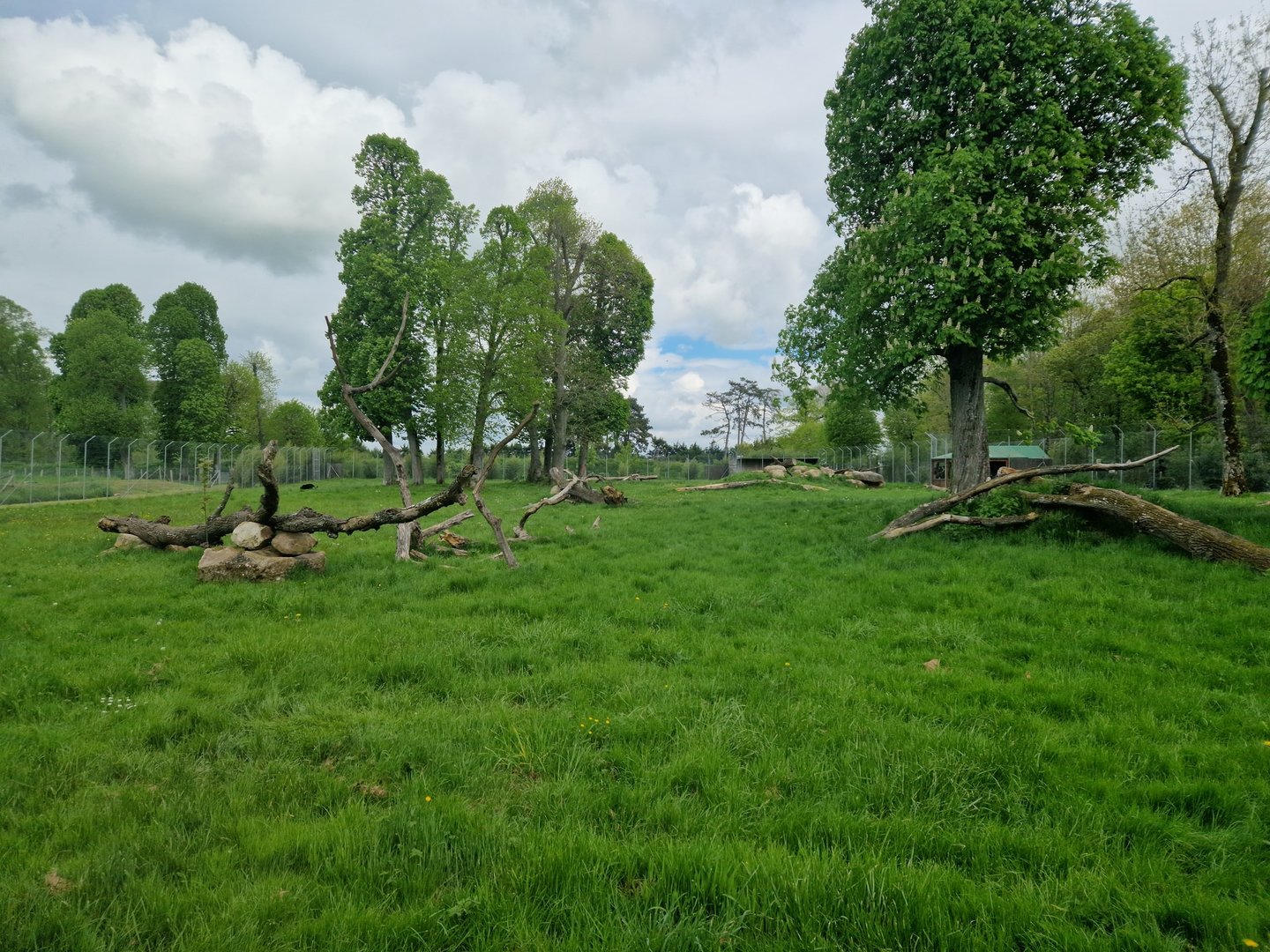 Melanistic Jaguar exhibit