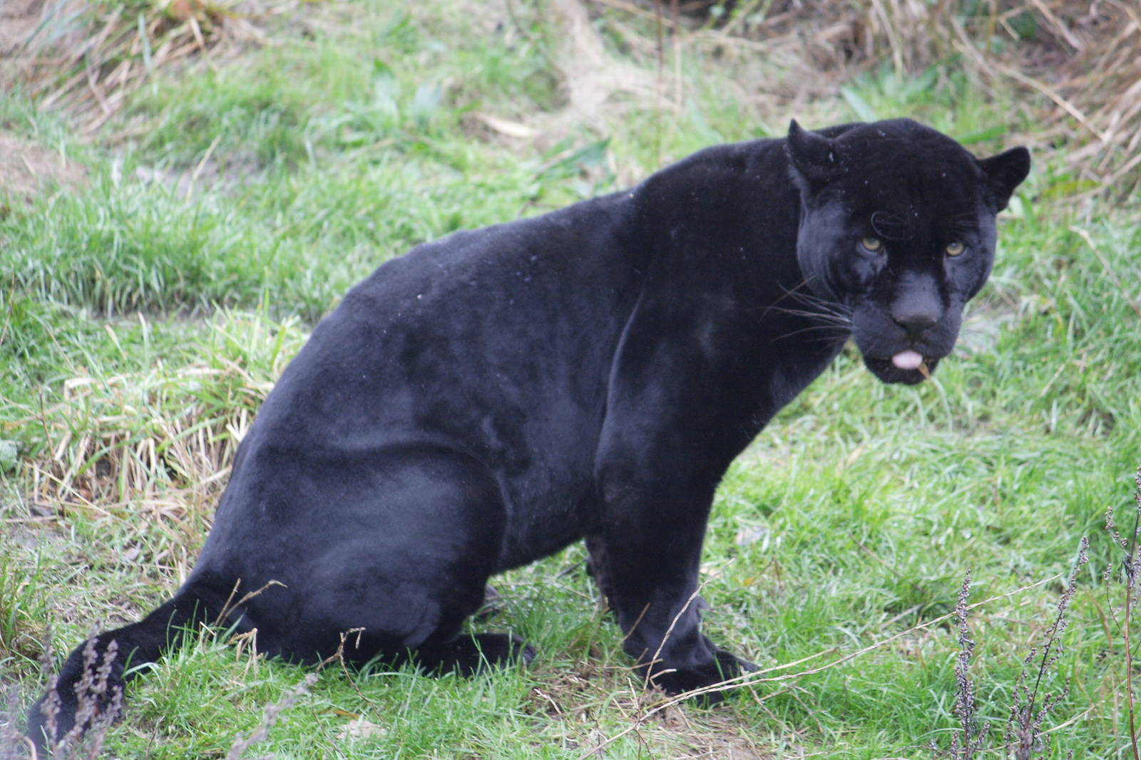 Melanistic jaguar 'Pele'