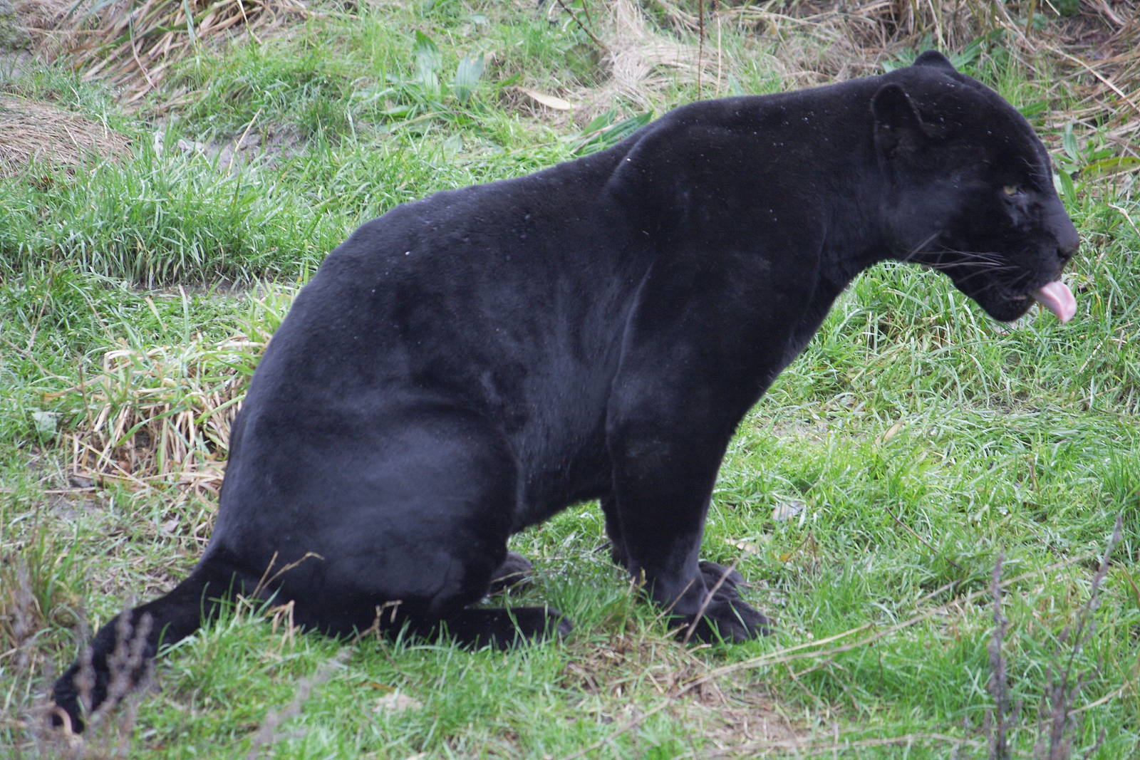 Melanistic jaguar 'Pele'