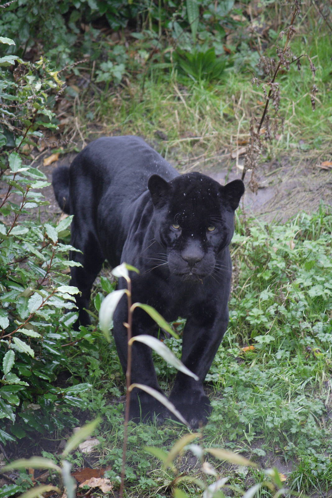 Melanistic jaguar 'Pele'