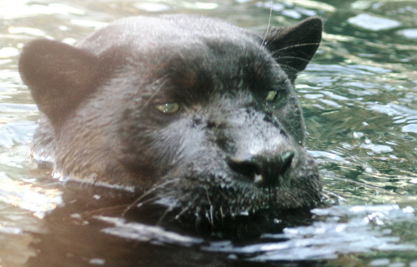 Melanistic jaguar swimming; Jacksonville Zoo; February 2009