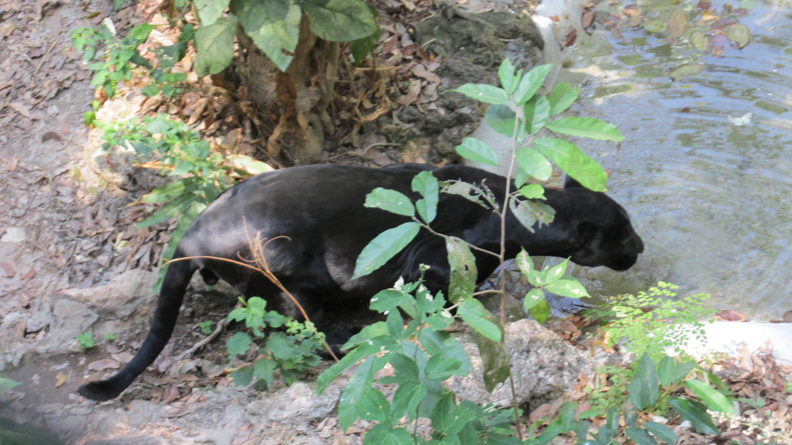 melanistic jaguar zoomat