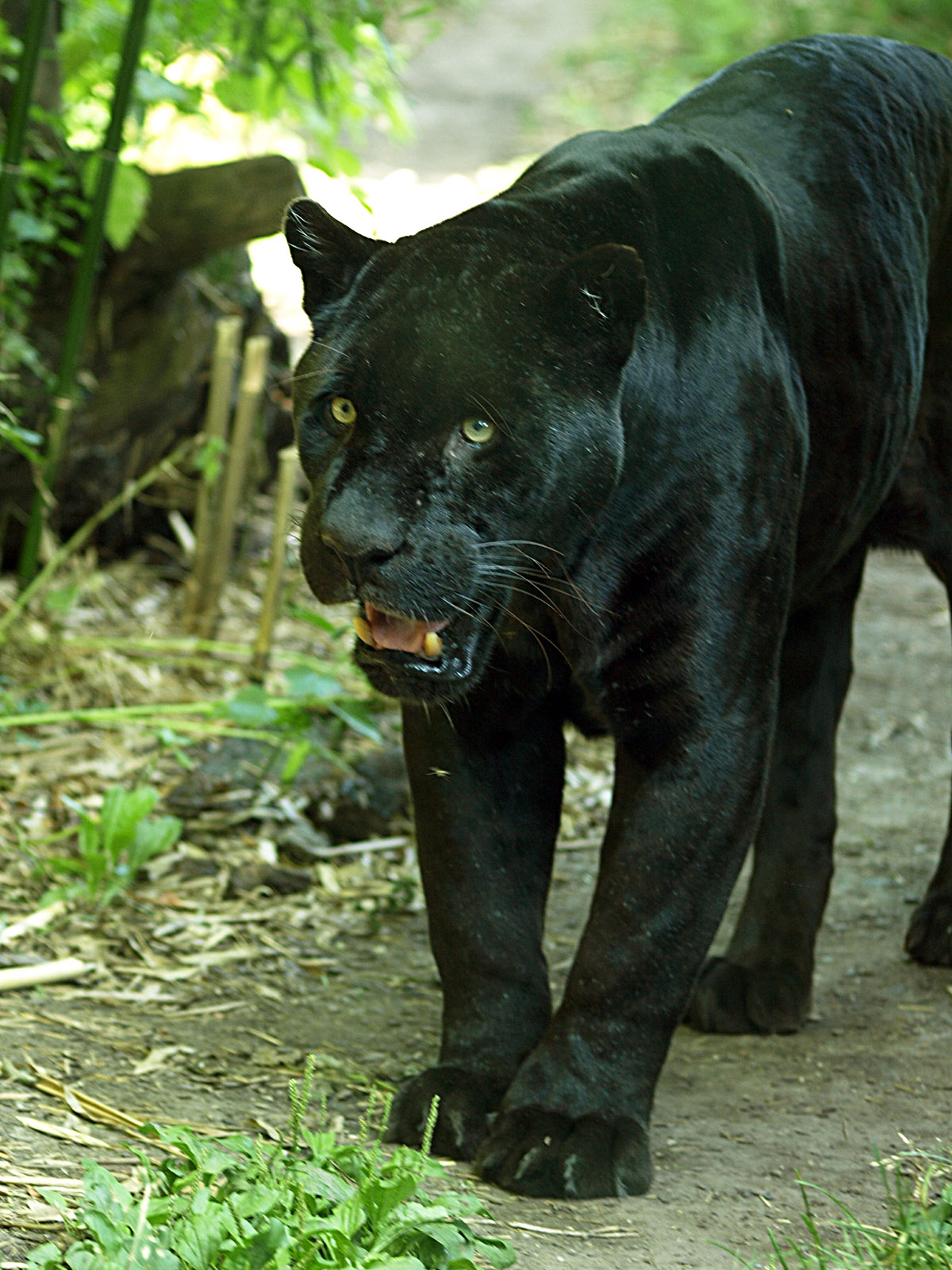 Melanistic jaguar