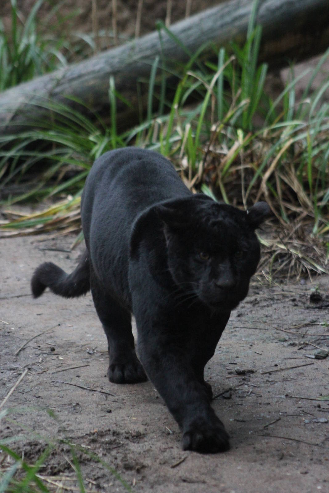 Melanistic jaguar