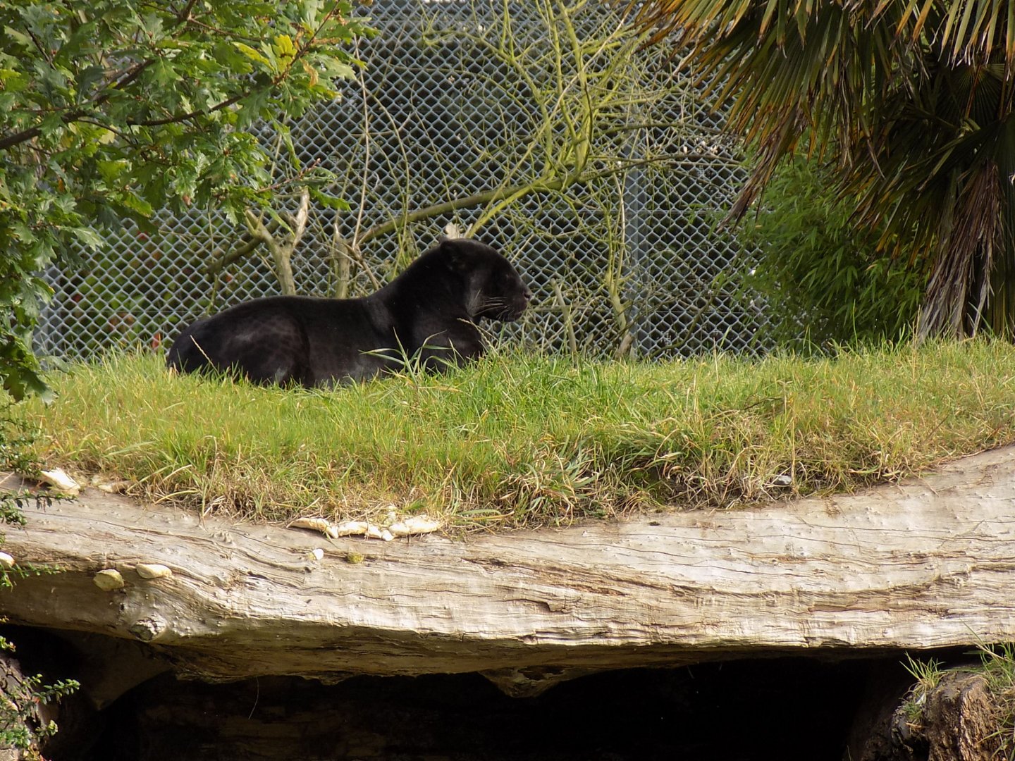 Melanistic Jaguar