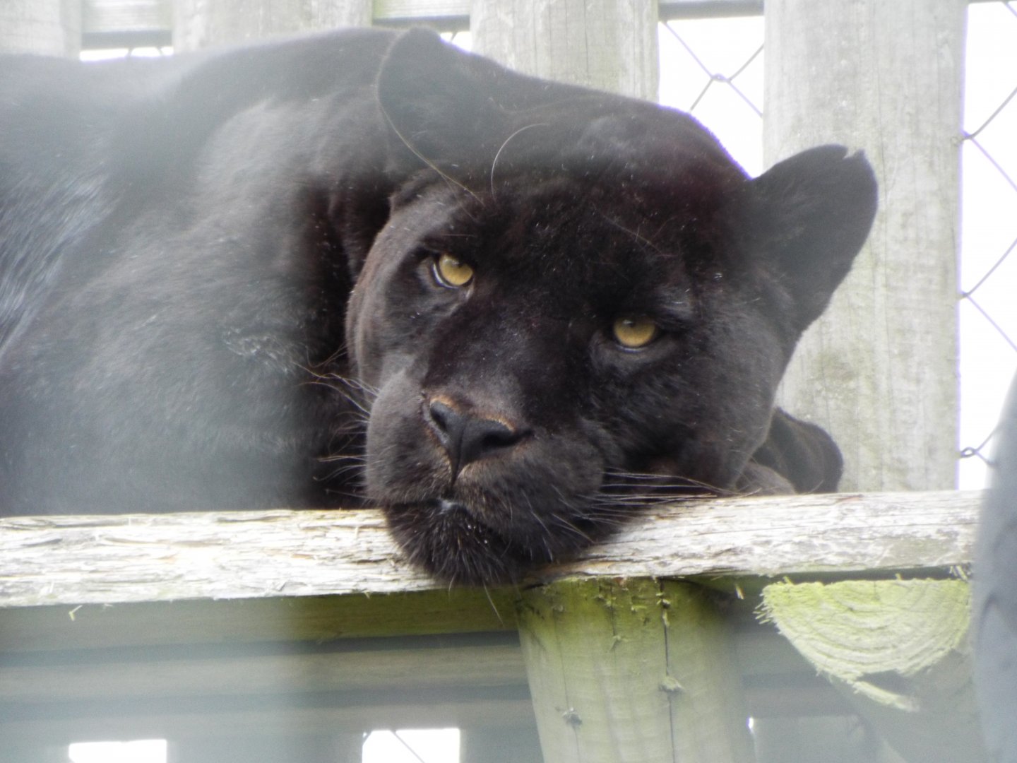 Melanistic Jaguar