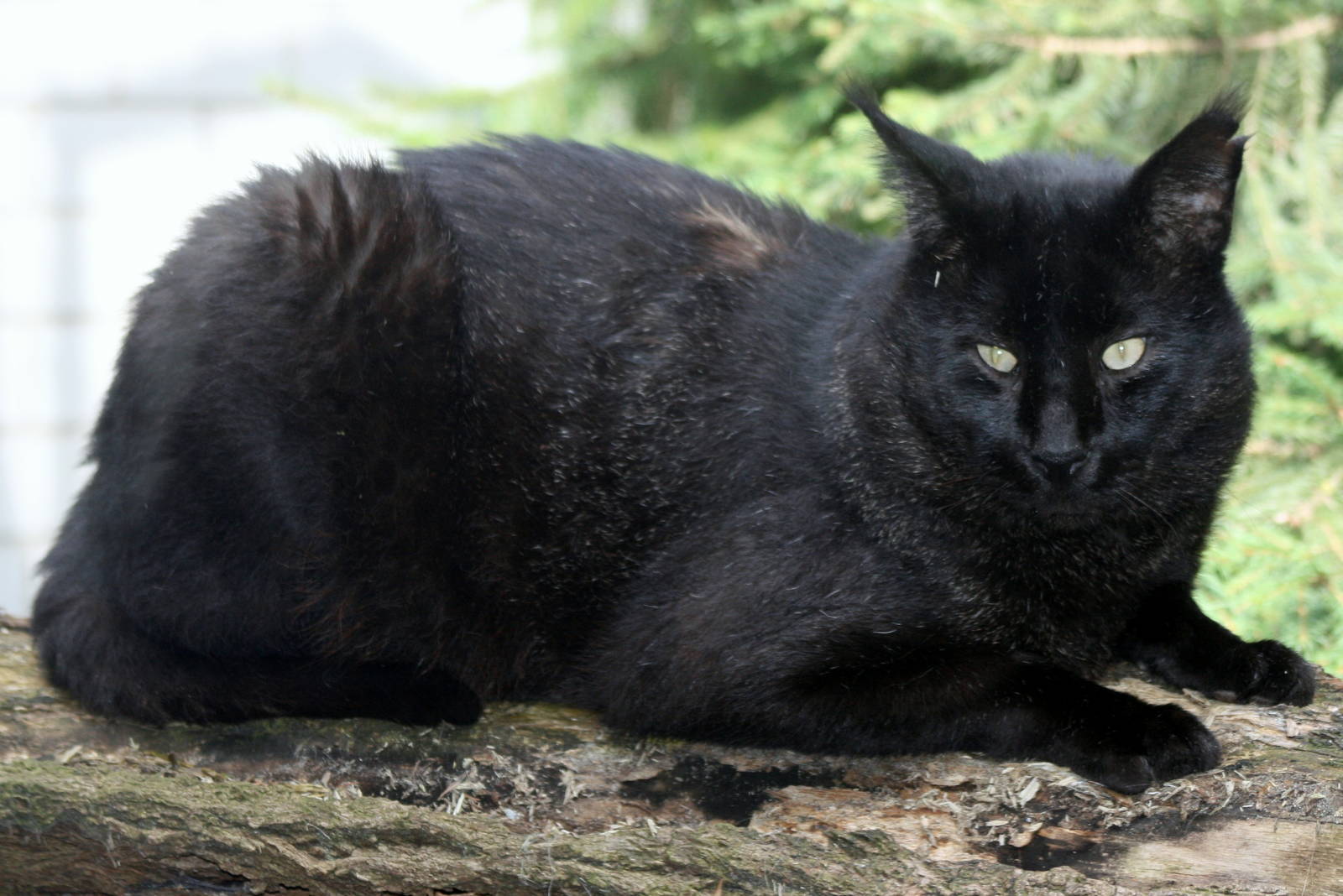Melanistic jungle cat; Heidelberg Zoo; 3rd September 2010