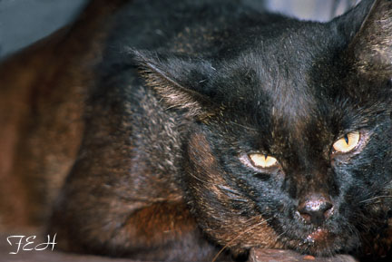 melanistic jungle cat