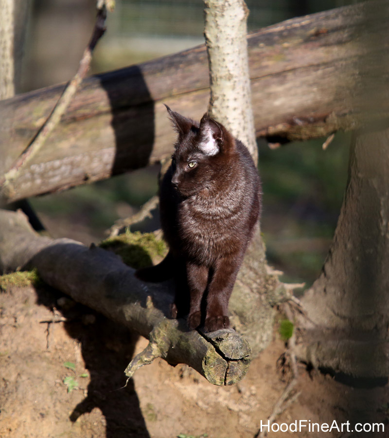 melanistic jungle cat