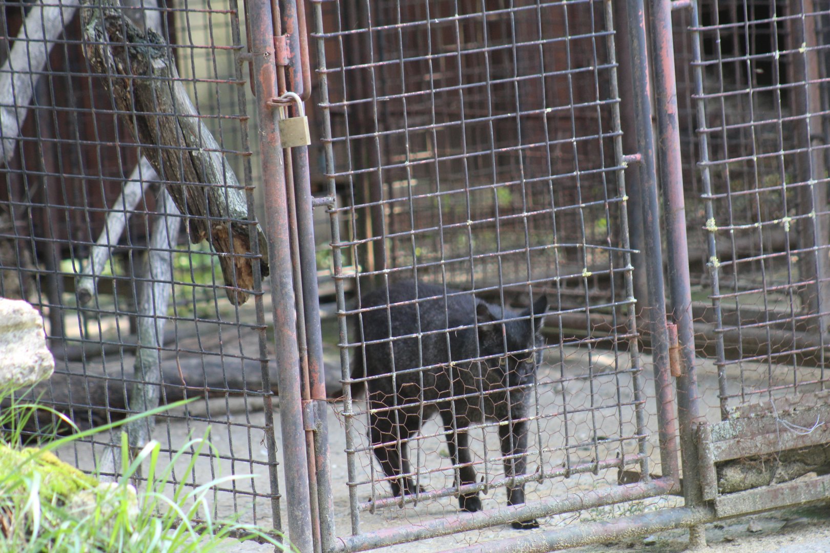 Melanistic Jungle Cat