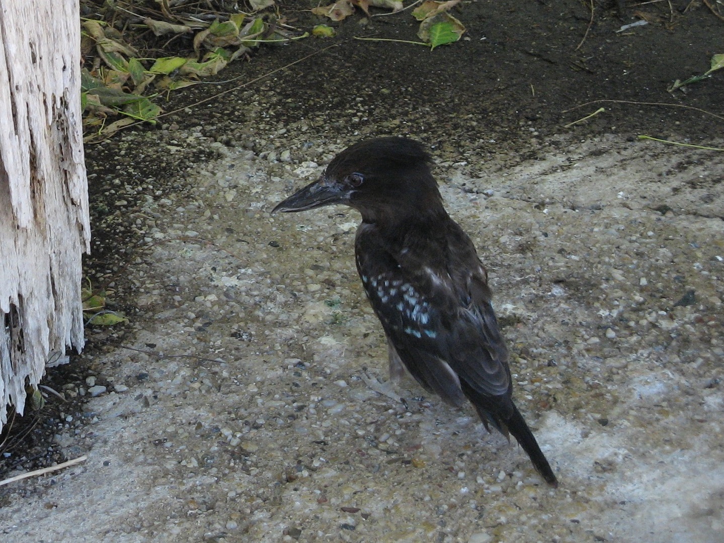 Melanistic Laughing Kookaburra (Dacelo novaeguineae)