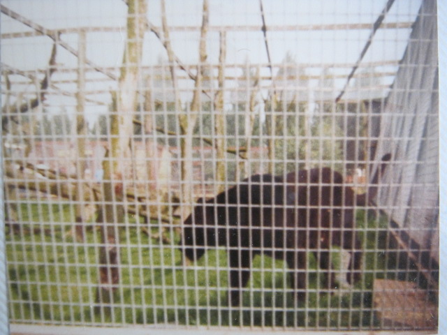 Melanistic Leopard August 1984.