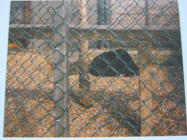 Melanistic Leopard Basildon Zoo 1989
