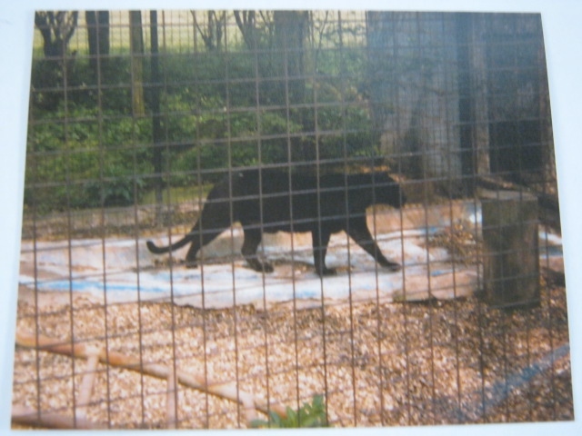Melanistic Leopard Basildon Zoo 1989