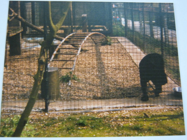 Melanistic Leopard Basildon Zoo 1989.