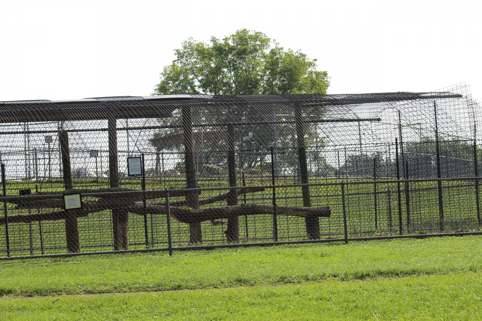 Melanistic Leopard Enclosure (Part 2)