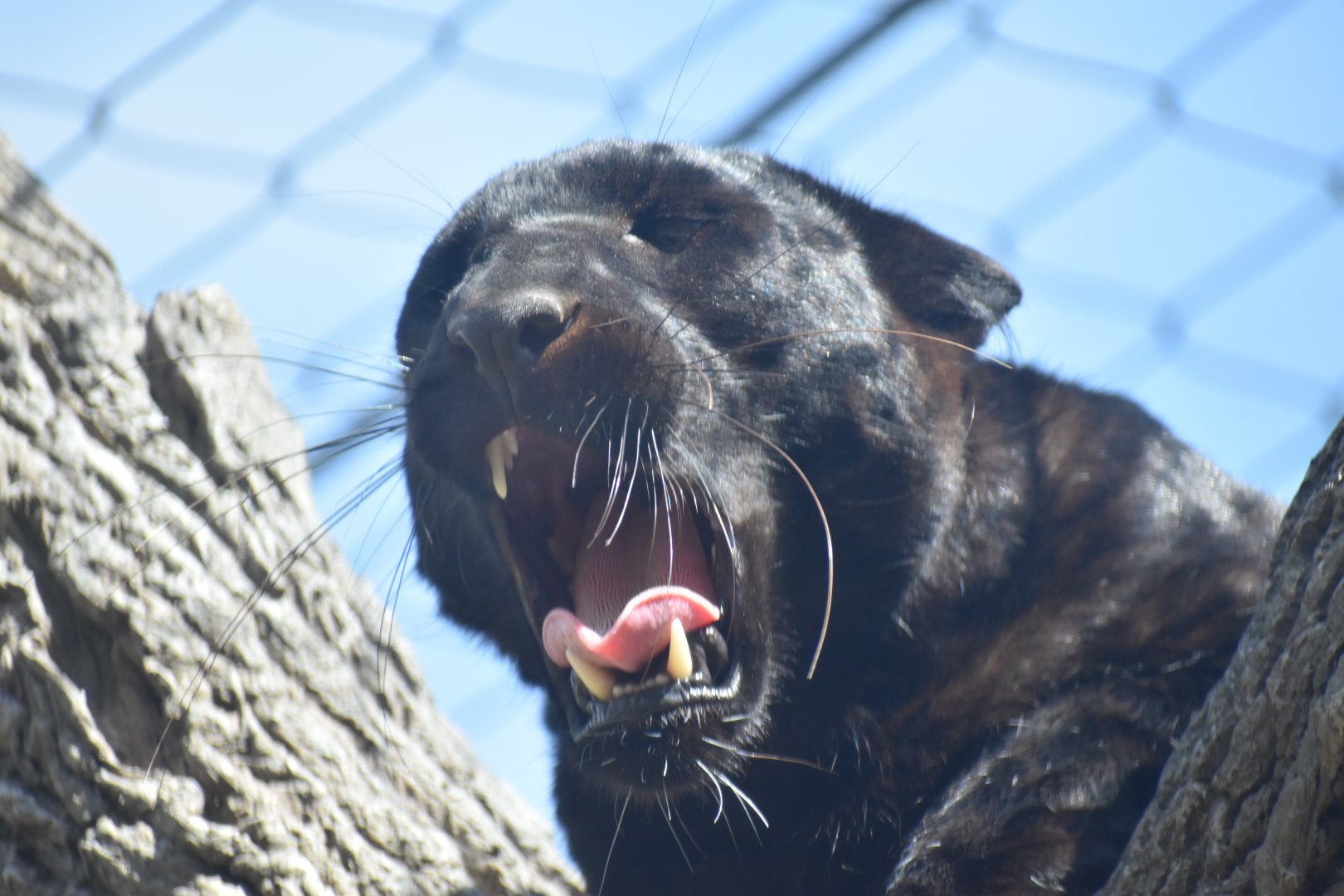 Melanistic Leopard Yawn