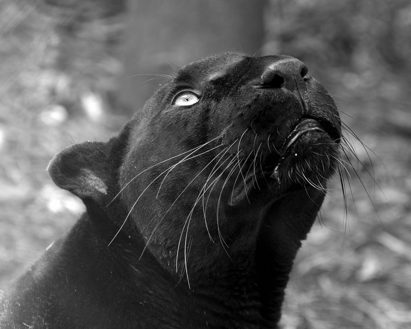 Melanistic Leopard "Zoysa" - Exmoor Zoo May 2019